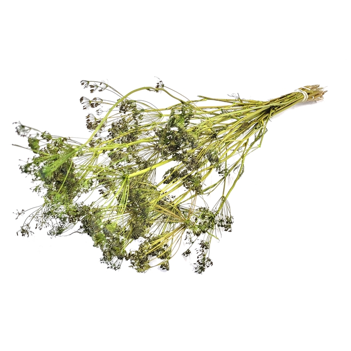 <h4>Anethum (dille) dried 10st per bunch Light green</h4>