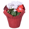 Cyclaam mini in Kerstwraps Rood + Wit + kerststeker