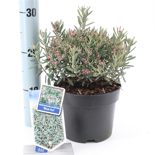 <h4>Andromeda polifolia 'Blue Ice'</h4>