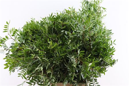 <h4>Leaf pistacia select</h4>