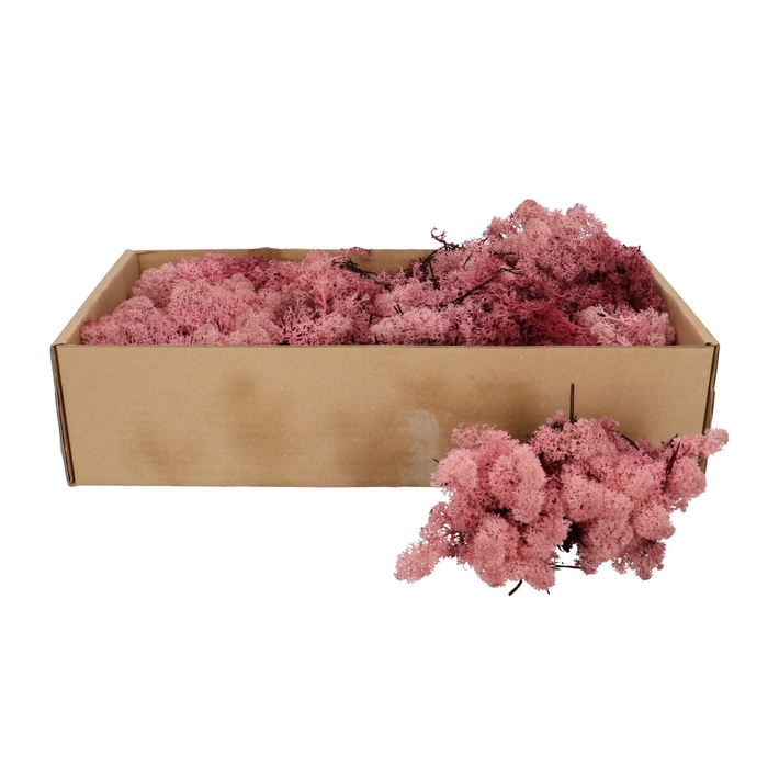 <h4>Droogdeco Rendiermos 400-500g</h4>