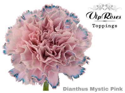 <h4>Dianthus st paint mystic pink</h4>