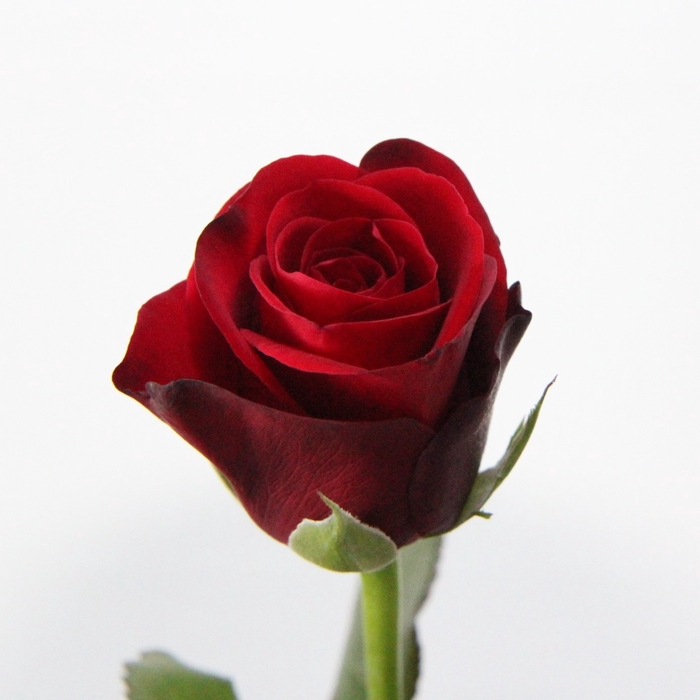 <h4>Rose Red Ribbon</h4>