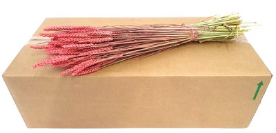 <h4>Triticum per bunch cerise</h4>