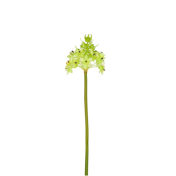 <h4>Zijde Ornithogalum flower 81cm</h4>