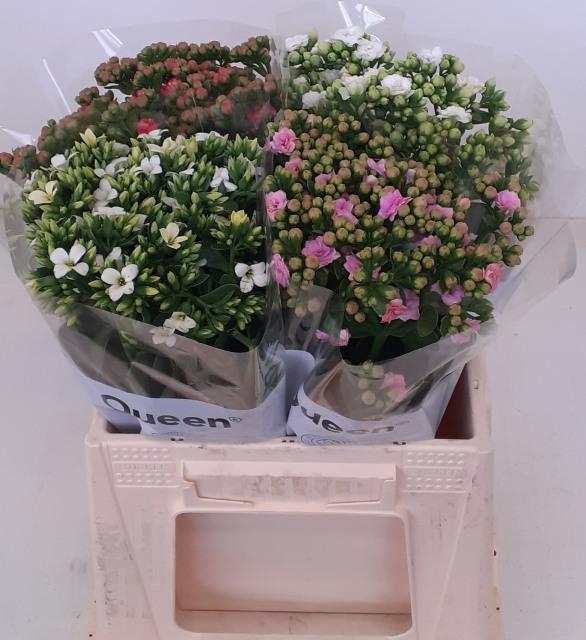 <h4>Kalanchoe mix in bucket</h4>