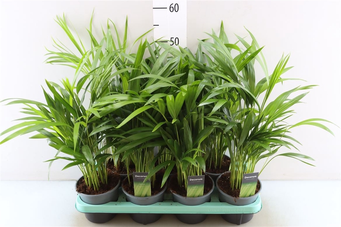 <h4>Dypsis Lutescens</h4>