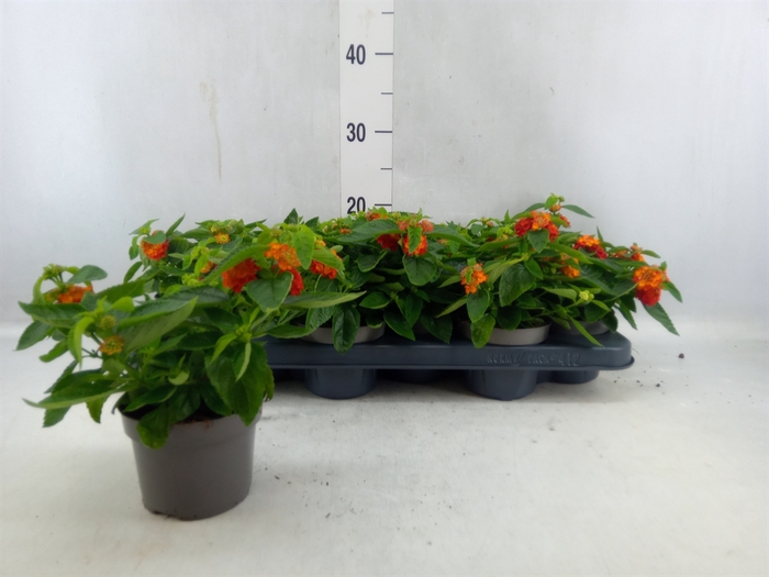 <h4>Lantana Camara 'simon Orange'</h4>