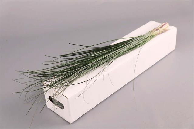 <h4>Leaf beargrass</h4>