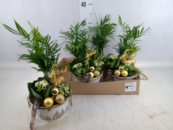 <h4>Arr. Kerst L%</h4>