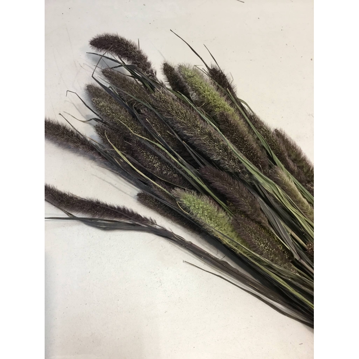 <h4>DRIED FLOWERS - SETARIA antraciet natural</h4>