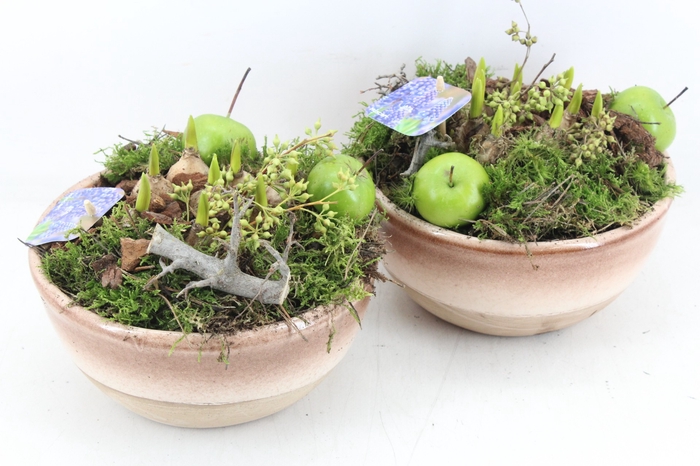 1 Bag 4L Fresh Green Sphagnum Moss for Plants Pots Daffodils Hyacinth  Spring Bulbs & Terrariums -  Denmark