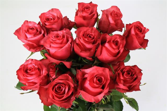 <h4>Rosa ec lola</h4>