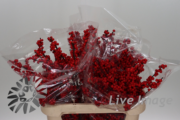 <h4>Ilex verticillata red</h4>