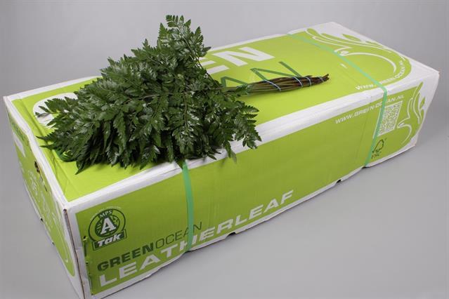 <h4>Leaf leather fern extra Green Ocean (arachniodes)</h4>