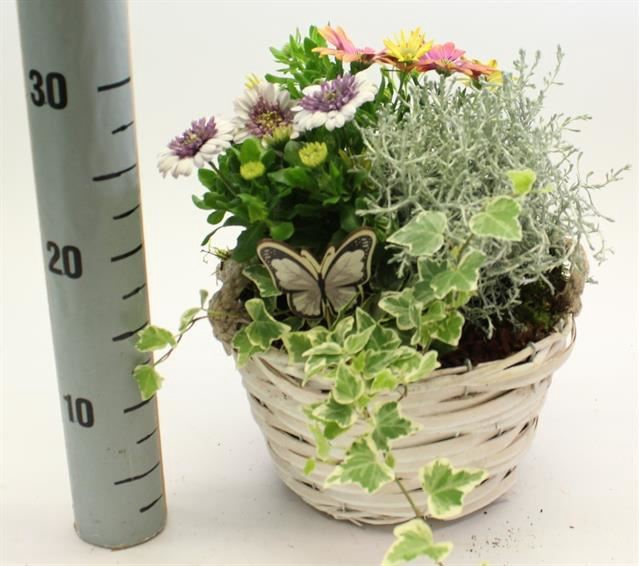 <h4>Arr. Tuinplanten L%</h4>