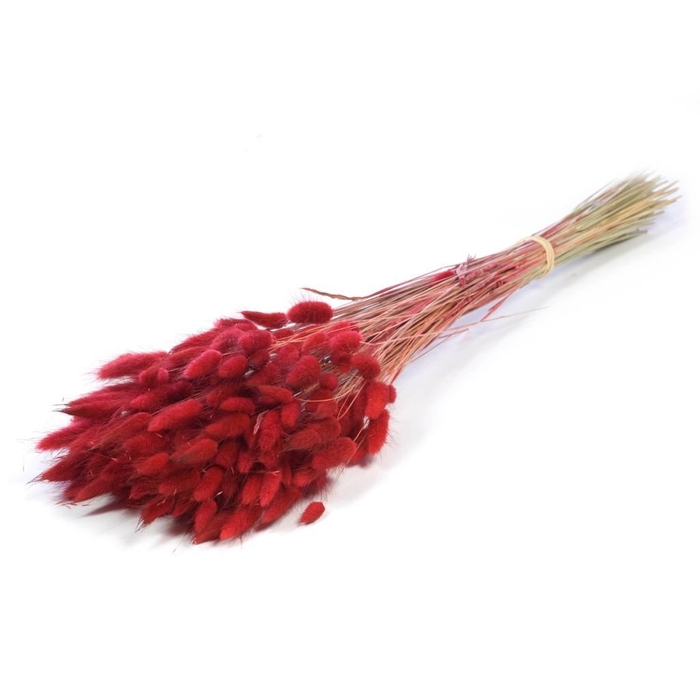 <h4>Lagurus ovatus sb red</h4>