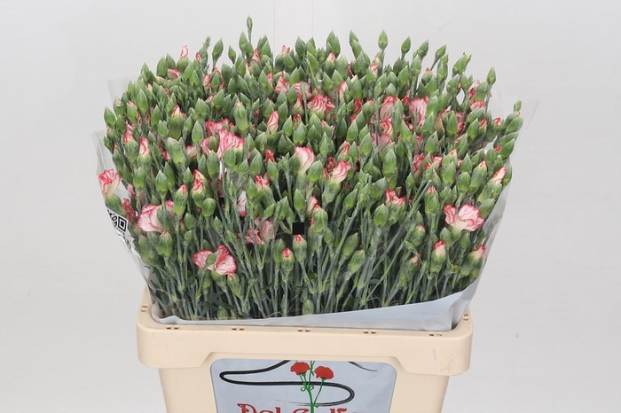 <h4>Dianthus Sp "Symply Strike</h4>