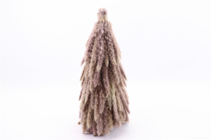 <h4>Dried Cone Fluffy Pampas D25.0h50.0</h4>