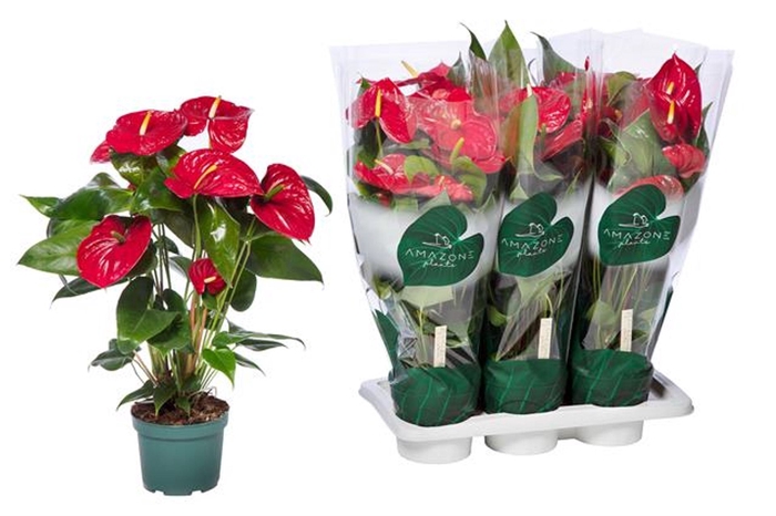 <h4>Anthurium Andreanum Grp Nevada</h4>