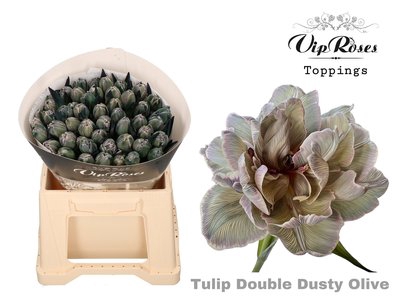<h4>Tulipa do paint dusty olive</h4>