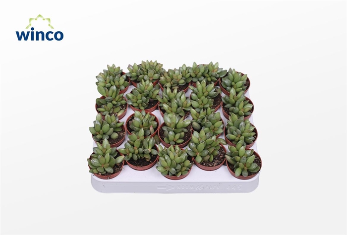 <h4>Adromischus Schuldtianus</h4>
