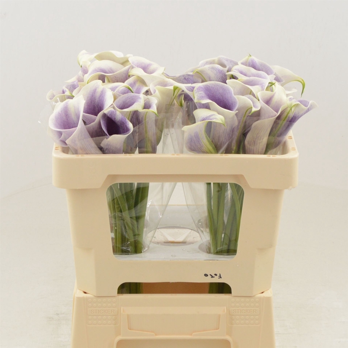 <h4>Zantedeschia picasso</h4>
