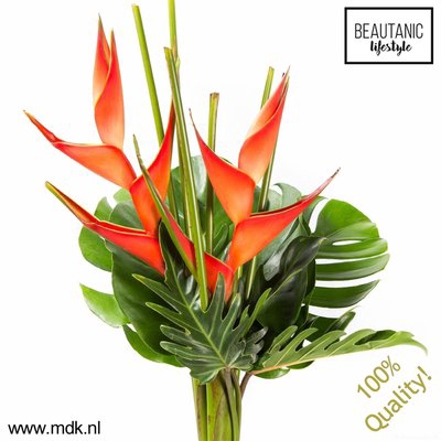 <h4>Heliconia bq tanja</h4>