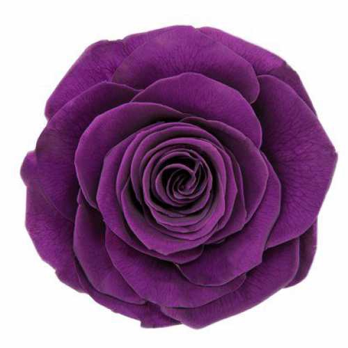 <h4>Rose Monalisa Violet</h4>