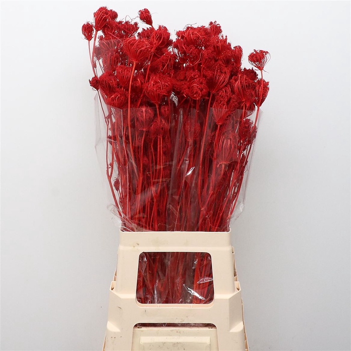 <h4>Dried Finocchio Red P Bunch</h4>