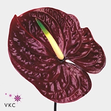 <h4>Anthurium tropic night</h4>