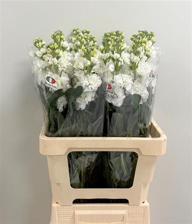 <h4>Matth Iron White</h4>