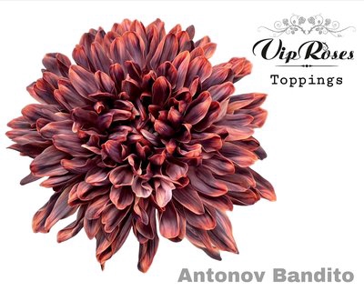 <h4>Chrys bl paint antonov bandito</h4>