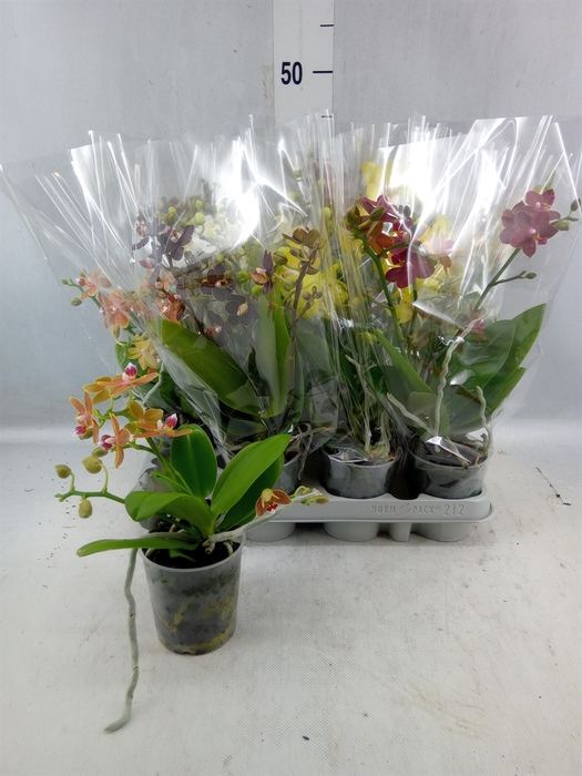 <h4>Phalaenopsis Multi. ...mix</h4>