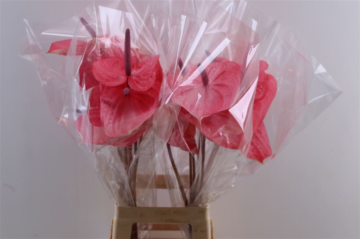 <h4>Anth A Candy</h4>