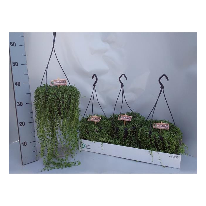 <h4>Senecio herreianus 17Ø 40cm</h4>