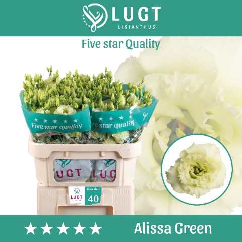 <h4>Eus G Alissa Green</h4>