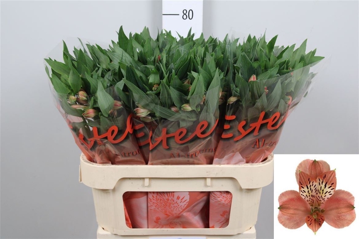 <h4>Alstr Estee</h4>