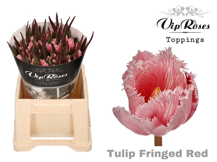 <h4>Tulipa fr paint red</h4>