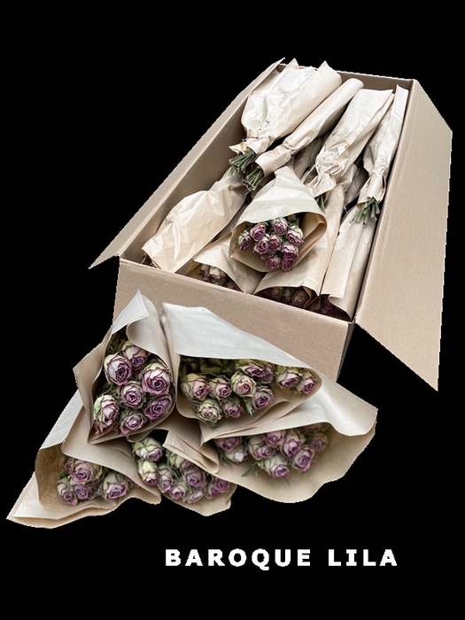 <h4>Dried Roses Baroque Lilac</h4>