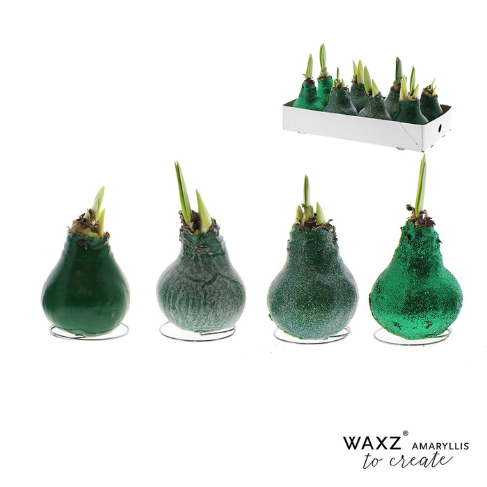 <h4>arr4 Amaryllis VH - Wax to create dark green</h4>