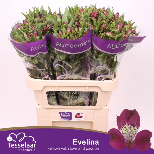<h4>ALSTR EVELINA</h4>