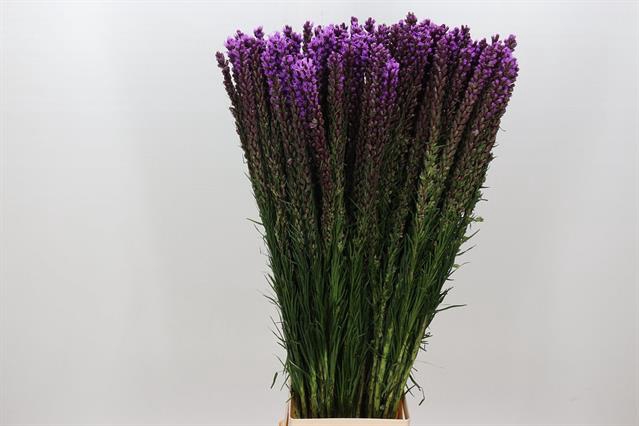 <h4>Liatris callilepis</h4>