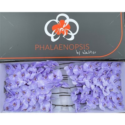 <h4>Phalaenopsis</h4>