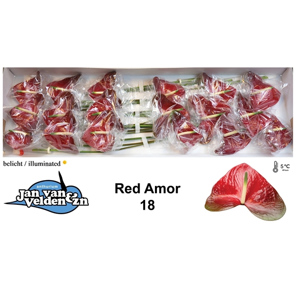 Red Amor 18