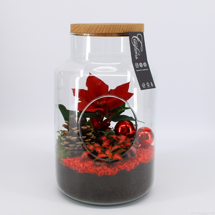 <h4>POCR-2305 Poinsettia creatie terrarium</h4>