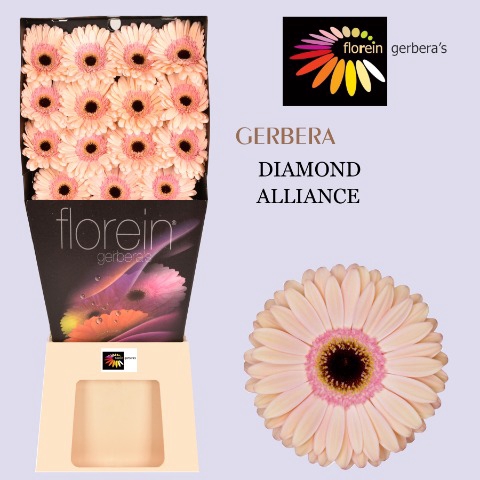 <h4>Gerbera Alliance diamond</h4>