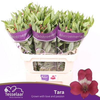 <h4>Alstroemeria tara</h4>