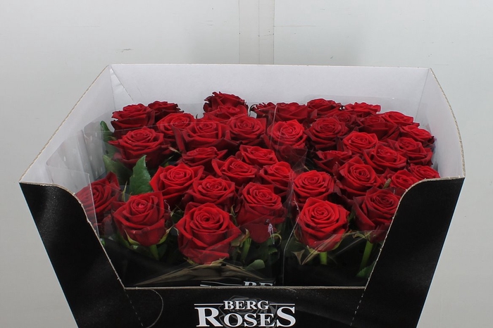 <h4>R Gr Con Amore</h4>