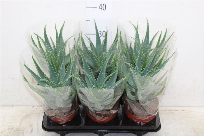 <h4>Aloe Arborescens</h4>